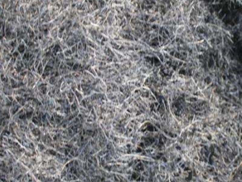 Kushanda 1